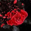 Red Rose Diamond Painting