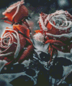 Red Roses In Snow Diamond Painting