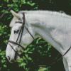 White Horse Head Diamond Painting