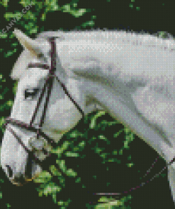 White Horse Head Diamond Painting