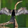 Anhinga With Wings Diamond Painting