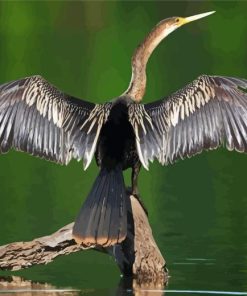 Anhinga With Wings Diamond Painting