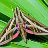 Banded Sphinx Moth Diamond Painting