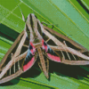 Banded Sphinx Moth Diamond Painting