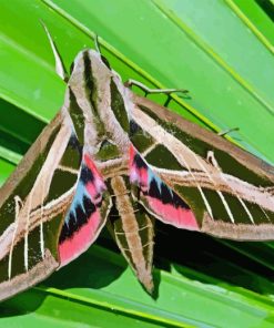 Banded Sphinx Moth Diamond Painting