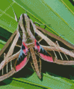 Banded Sphinx Moth Diamond Painting