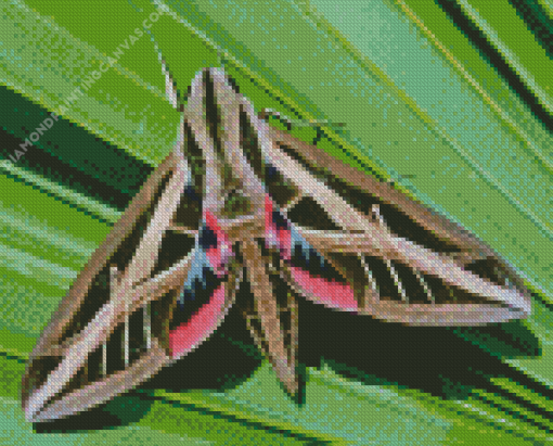 Banded Sphinx Moth Diamond Painting