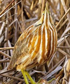 Bittern Diamond Painting