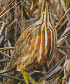 Bittern Diamond Painting