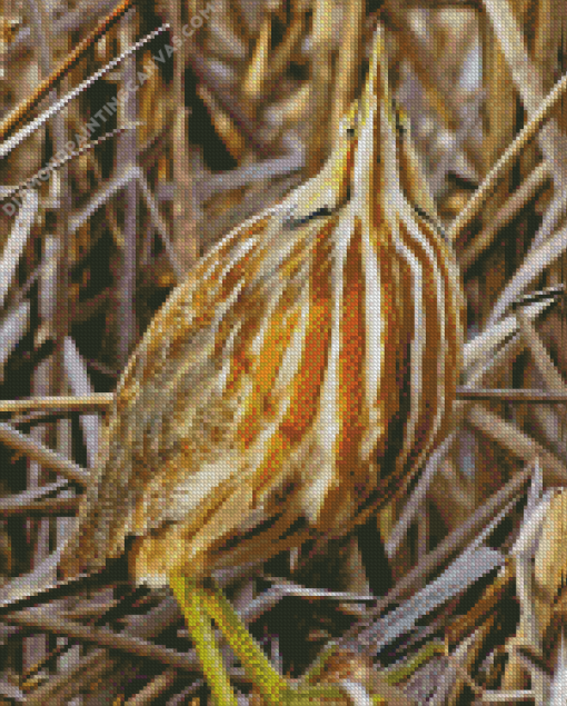 Bittern Diamond Painting