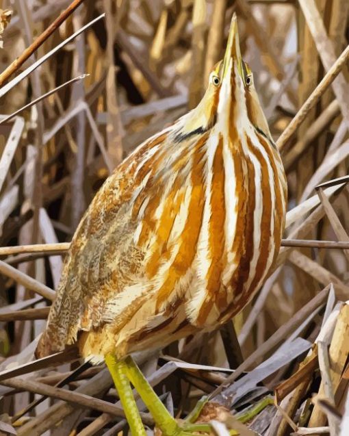 Bittern Diamond Painting