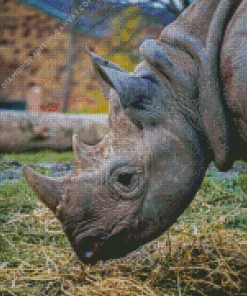 Black Rhino Diamond Painting