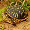 Box Turtle Diamond Painting