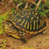 Box Turtle Diamond Painting