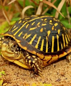 Box Turtle Diamond Painting