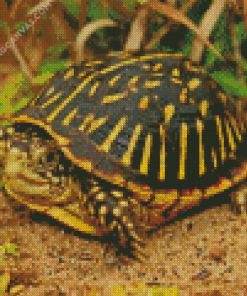 Box Turtle Diamond Painting