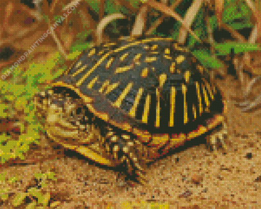 Box Turtle Diamond Painting