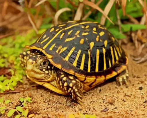 Box Turtle Diamond Painting