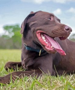 Brown Labrador Dog Diamond Painting