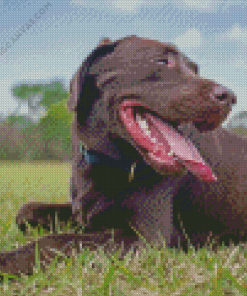 Brown Labrador Dog Diamond Painting