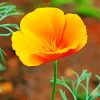 California Poppy Diamond Painting