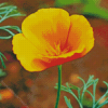 California Poppy Diamond Painting