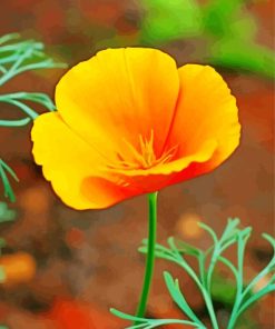 California Poppy Diamond Painting