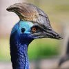 Cassowary Diamond Painting