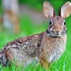 European Rabbit Diamond Painting