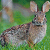 European Rabbit Diamond Painting