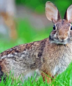 European Rabbit Diamond Painting