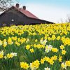 Flowers And Barn Diamond Painting