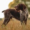 German Wirehaired Diamond Painting