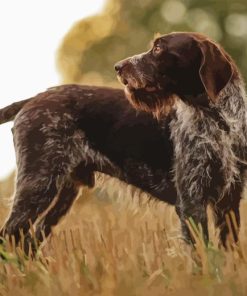 German Wirehaired Diamond Painting