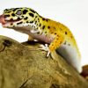 Leopard Gecko Diamond Painting