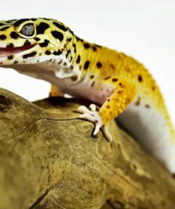 Leopard Gecko Diamond Painting