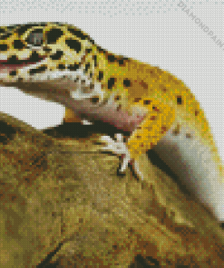 Leopard Gecko Diamond Painting