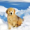 Little Golden Retriever Diamond Painting