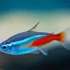 Neon Tetra Fish Diamond Painting