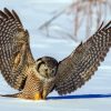 Northern Hawk Owl Diamond Painting