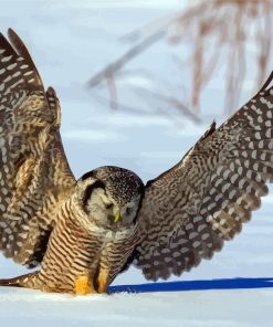 Northern Hawk Owl Diamond Painting