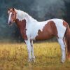 Pinto Horse Diamond Painting