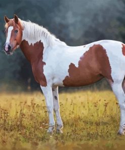 Pinto Horse Diamond Painting