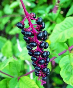 Pokeweeds Fruit Diamond Painting