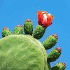 Prickly Pear Diamond Painting