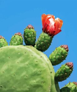 Prickly Pear Diamond Painting