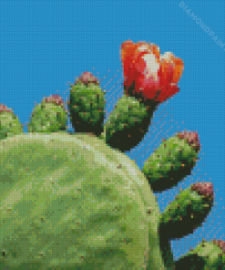 Prickly Pear Diamond Painting