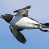 Razorbill Bird Diamond Painting