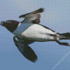 Razorbill Bird Diamond Painting