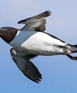 Razorbill Bird Diamond Painting